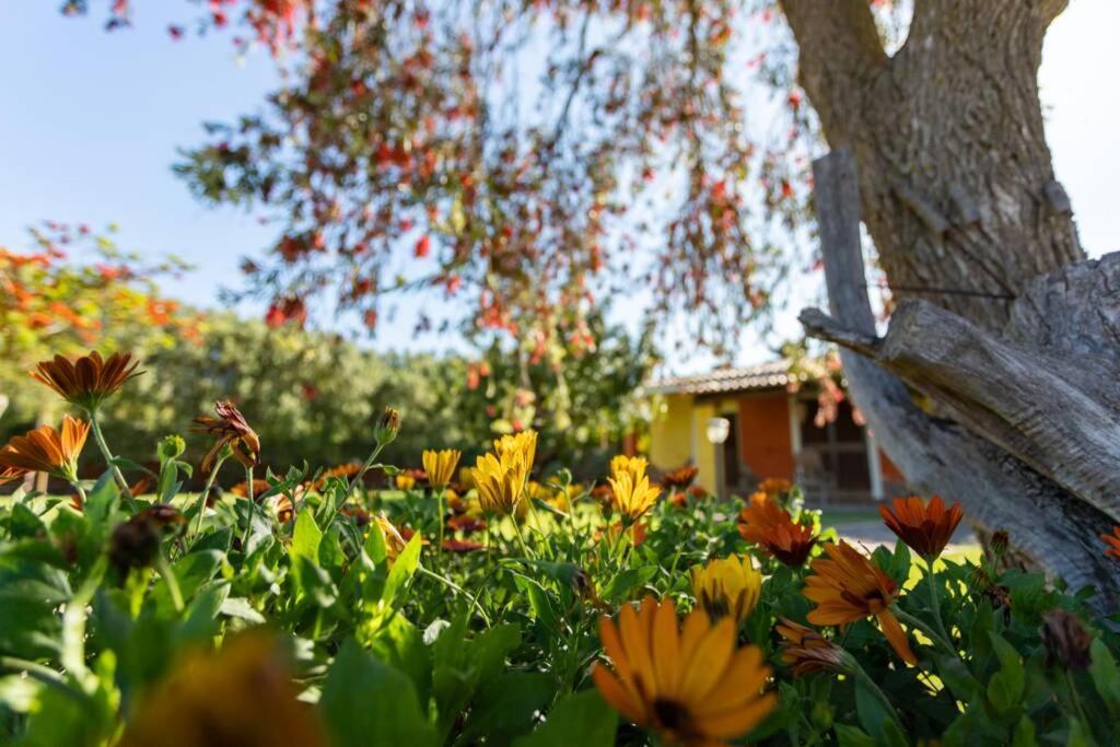 A Charming Country Cottage + Bikes And Kayaks ボーザ エクステリア 写真